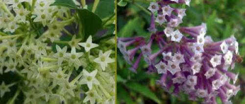 Цветы, которые пахнут ночью. Ароматные цветы, распускающиеся ночью