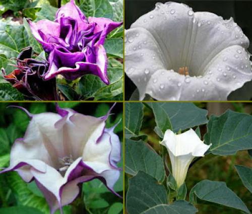 Цветы, которые пахнут ночью. Ароматные цветы, распускающиеся ночью