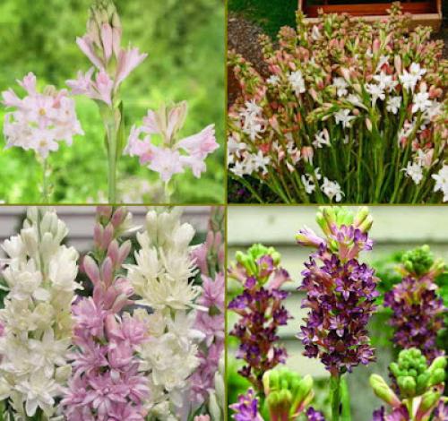 Цветы, которые пахнут ночью. Ароматные цветы, распускающиеся ночью