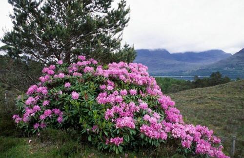 Вечнозеленый кустарник с белыми цветами. Вечнозеленые кустарники