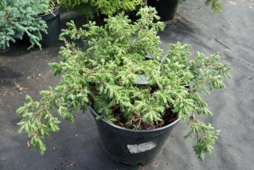 Хвойные растения для небольшого участка. Виды