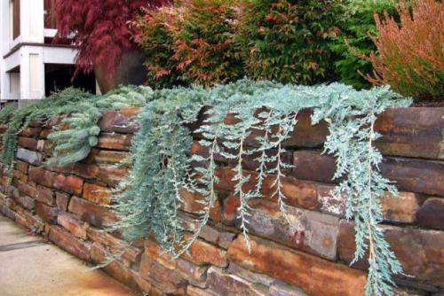 Хвойные растения для небольшого участка. Виды