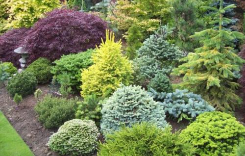 Хвойные растения для небольшого участка. Виды 12 Хвойные растения для небольшого участка. Виды 12