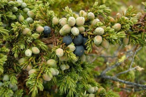 Хвойные растения для небольшого участка. Виды