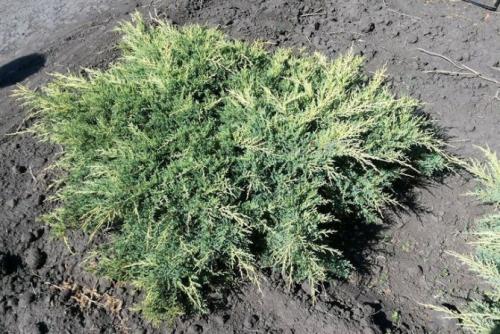 Хвойные растения для небольшого участка. Виды