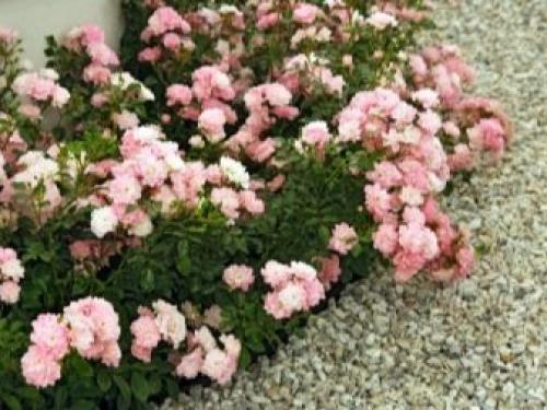 Нетрадиционные опоры для плетистых роз. Выбор сорта плетистой розы 02