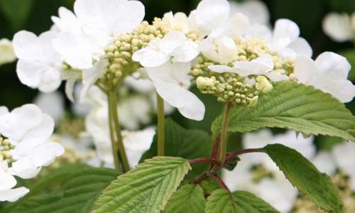 Морозостойкие кустарники для живой изгороди. 8 морозоустойчивых кустарников для живой изгороди