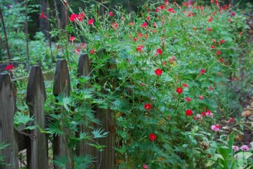 Как выбрать быстрорастущие вьющиеся растения для изгороди. Общие рекомендации желающим украсить забор, строения, участок.