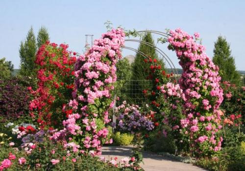 Как выбрать быстрорастущие вьющиеся растения для изгороди. Общие рекомендации желающим украсить забор, строения, участок.