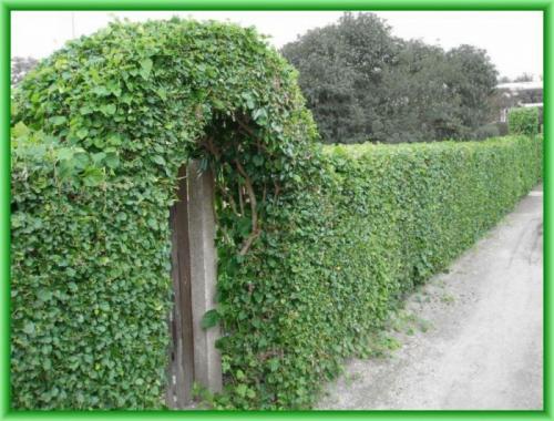 Как выбрать быстрорастущие вьющиеся растения для изгороди. Общие рекомендации желающим украсить забор, строения, участок.