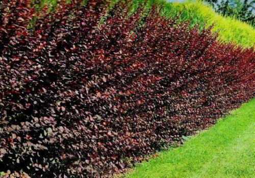 Ягодные кустарники для живой изгороди. Живые изгороди: топ-10 лучших быстрорастущих растений