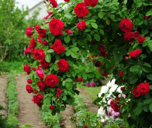 Опоры для плетистой розы своими руками. Какая нужна опора для выращивания плетистой розы