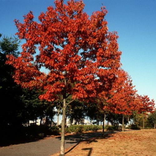 Декоративные деревья и кусты для дизайна сада. 20 самых красивых деревьев для сада 07 Декоративные деревья и кусты для дизайна сада. 20 самых красивых деревьев для сада 07