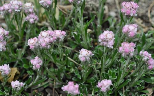 Лучшие почвопокровные растения. Почвопокровные растения-многолетники для каменистого сада: фото и названия
