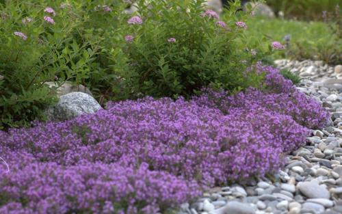 Лучшие почвопокровные растения. Почвопокровные растения-многолетники для каменистого сада: фото и названия