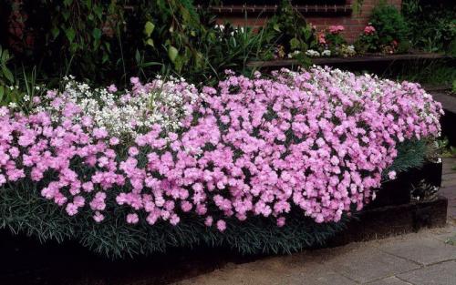 Лучшие почвопокровные растения. Почвопокровные растения-многолетники для каменистого сада: фото и названия