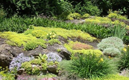 Лучшие почвопокровные растения. Почвопокровные растения-многолетники для каменистого сада: фото и названия