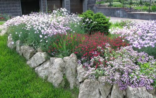 Лучшие почвопокровные растения. Почвопокровные растения-многолетники для каменистого сада: фото и названия