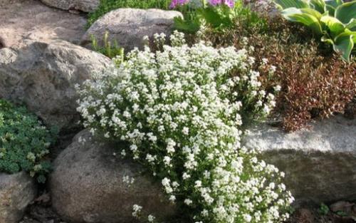 Лучшие почвопокровные растения. Почвопокровные растения-многолетники для каменистого сада: фото и названия