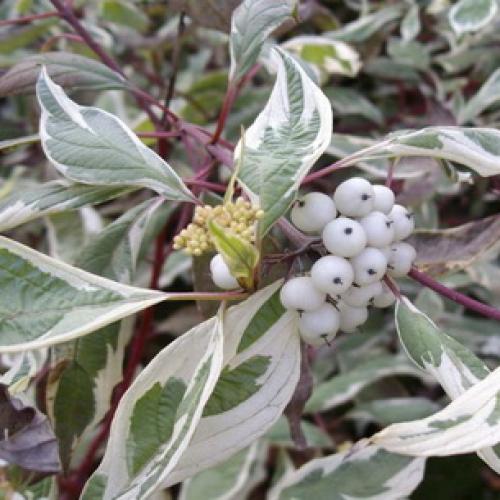 Декоративные деревья и кусты для дизайна сада. 20 самых красивых деревьев для сада 05 Декоративные деревья и кусты для дизайна сада. 20 самых красивых деревьев для сада 05