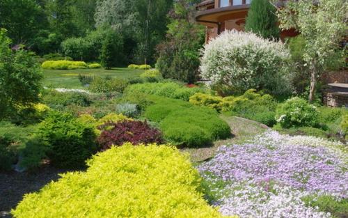 Лучшие почвопокровные растения. Почвопокровные растения-многолетники для каменистого сада: фото и названия