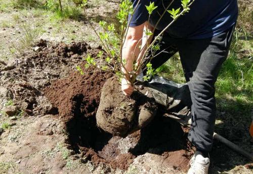 Сирень в качестве живой изгороди. Порядок посадки сирени для живой изгороди