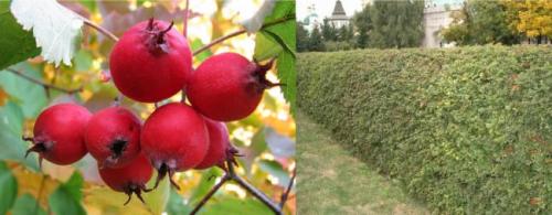 Колючий кустарник. Плодовые колючие кусты для живой изгороди