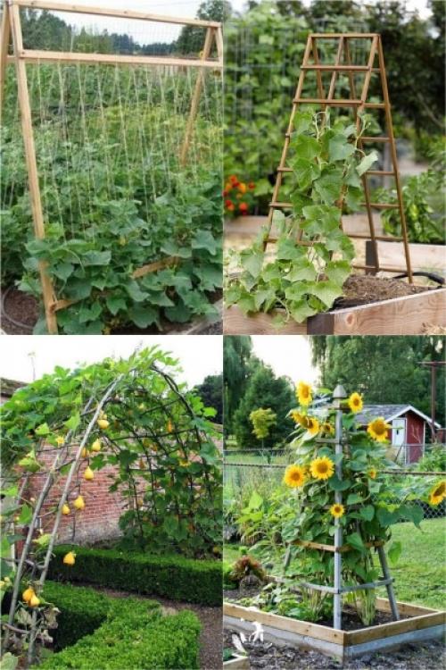 Шпалеры для роз своими руками. Виды опор 01 Шпалеры для роз своими руками. Виды опор 01