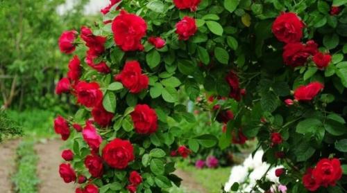 Можно ли плетистую розу выращивать, как кустовую. Все о выращивании плетистой розы