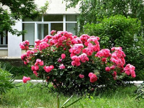 Роза фомоста энциклопедия роз. Что такое канадские розы