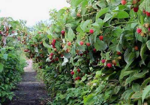 Колючие кустарники список. Плодовые колючие кусты для живой изгороди