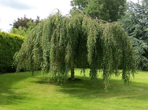 Быстрорастущие деревья для живой изгороди. Самые быстрорастущие деревья