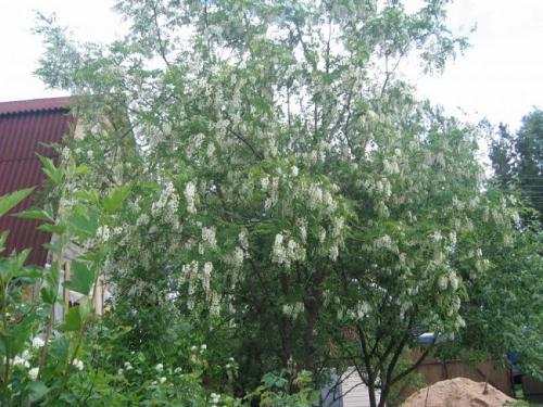 Быстрорастущие деревья для живой изгороди. Самые быстрорастущие деревья