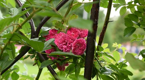 Плетистые розы на арке. Посадка, установка опоры, направление роста 02 Плетистые розы на арке. Посадка, установка опоры, направление роста 02