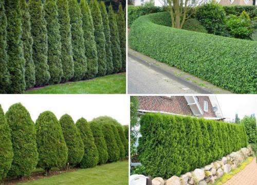 Узкая живая изгородь. Быстрорастущая вечнозеленая живая изгородь – кустарники и деревья