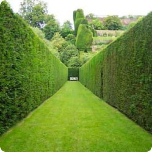 Примеры живой изгороди. ИЗ ИСТОРИИ СОЗДАНИЯ ЖИВЫХ ИЗГОРОДЕЙ ИЗ РАСТЕНИЙ