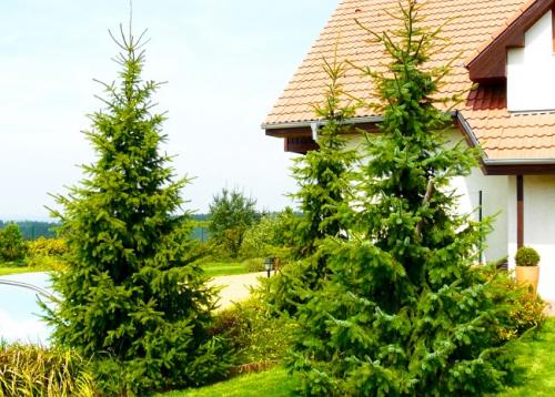 Быстрорастущие деревья для подмосковья. Быстрорастущие деревья для дачи