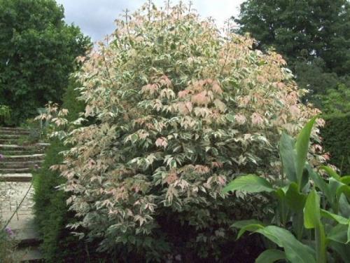 Быстрорастущие деревья для подмосковья. Быстрорастущие деревья для дачи