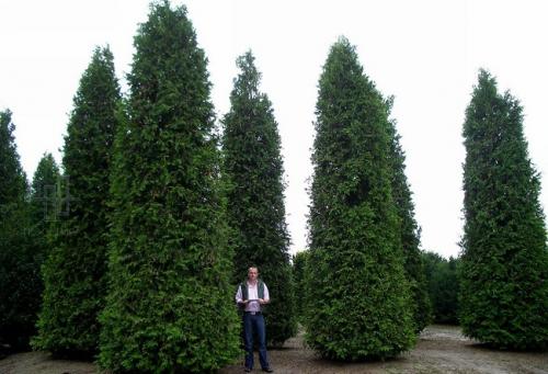 Быстрорастущие деревья для подмосковья. Быстрорастущие деревья для дачи