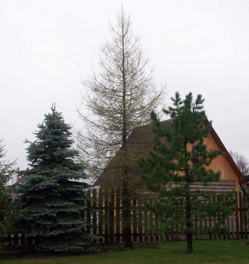 Быстрорастущие деревья для подмосковья. Быстрорастущие деревья для дачи