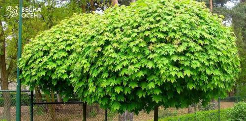 Быстрорастущие кустарники для озеленения. Какие выбрать кустарники? 11 Быстрорастущие кустарники для озеленения. Какие выбрать кустарники? 11