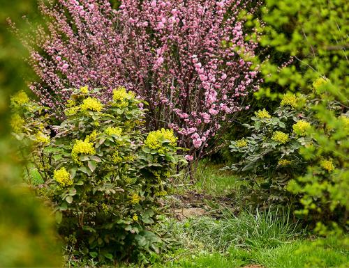 Цветущие кустарники многолетники каталог. Декоративные зимостойкие кустарники цветущие все лето