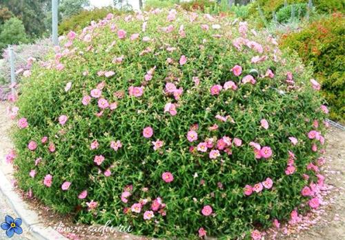 Лучшие кустарники цветущие все лето зимостойкие для участка. В этот список цветущих кустарников можно включить такие растения: