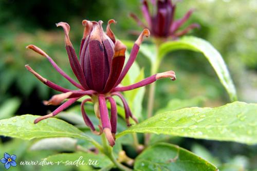 Лучшие кустарники цветущие все лето зимостойкие для участка. В этот список цветущих кустарников можно включить такие растения: