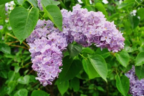 Морозоустойчивые цветущие кустарники. 30 зимостойких многолетних цветущих кустарников для Подмосковья