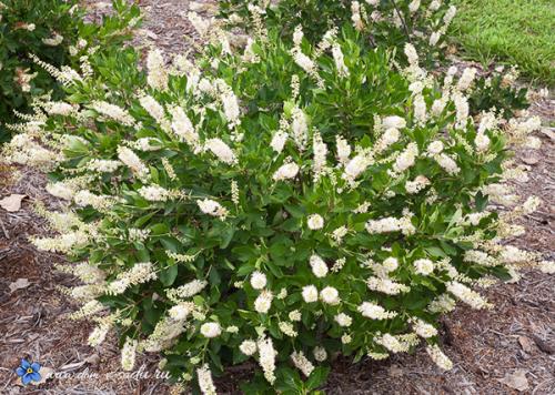 Лучшие кустарники цветущие все лето зимостойкие для участка. В этот список цветущих кустарников можно включить такие растения: