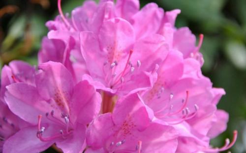 Морозоустойчивые цветущие кустарники. 30 зимостойких многолетних цветущих кустарников для Подмосковья