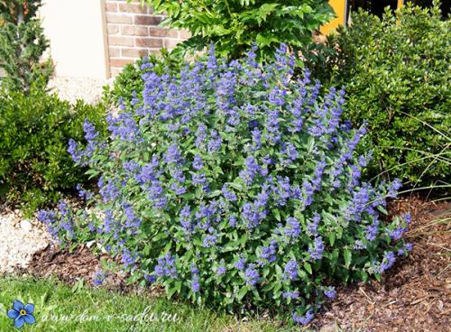 Лучшие кустарники цветущие все лето зимостойкие для участка. В этот список цветущих кустарников можно включить такие растения: