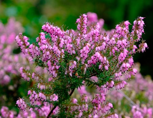 Цветущие кустарники многолетники каталог. Декоративные зимостойкие кустарники цветущие все лето