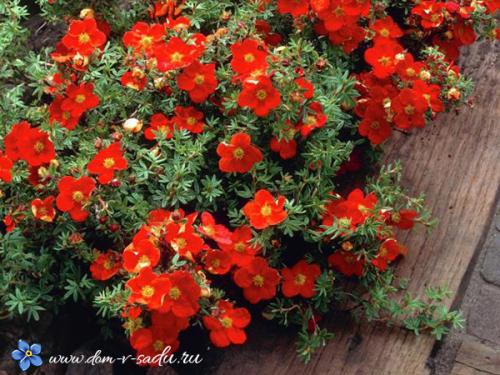 Лучшие кустарники цветущие все лето зимостойкие для участка. В этот список цветущих кустарников можно включить такие растения: